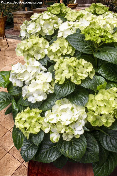 Grin and Tonic™ Hydrangea – Vibrant Lime Blooms, Easy Care!