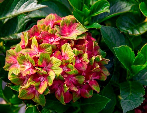 Pistachio Hydrangea | Hydrangea macrophylla 'Horwack'