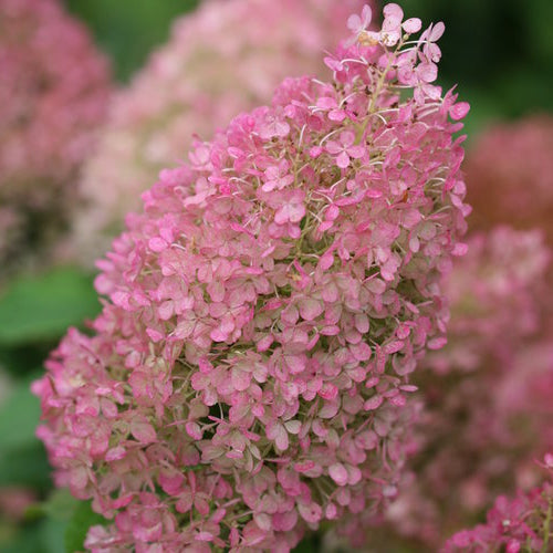 Close-up of a pink hydrangea flower head with a blurred green background