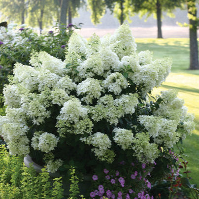 White flowering shrub in a garden with green grass and trees in the background