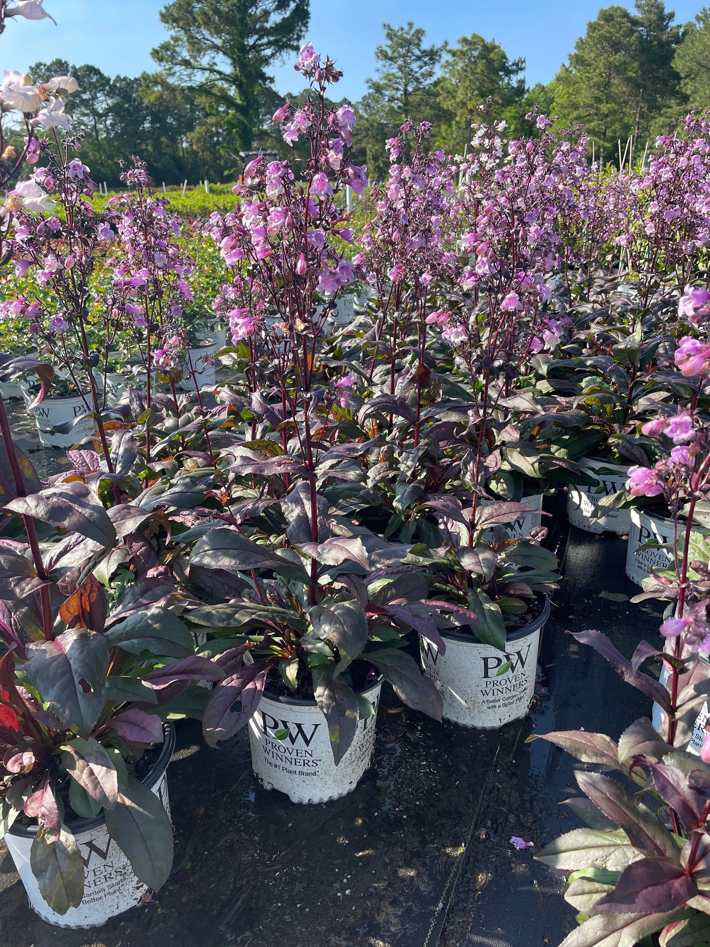 Purple 'Midnight Masquerade' Penstemon – Striking Deep Purple Foliage & Bold Blooms – Quart Perennial Plant – Bee and Hummingbird Magnet!