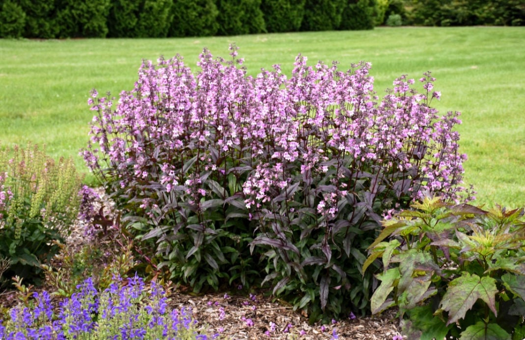 Purple 'Midnight Masquerade' Penstemon – Striking Deep Purple Foliage & Bold Blooms – Quart Perennial Plant – Bee and Hummingbird Magnet!