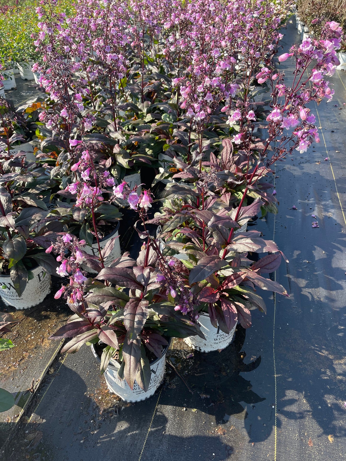 Purple 'Midnight Masquerade' Penstemon – Striking Deep Purple Foliage & Bold Blooms – Quart Perennial Plant – Bee and Hummingbird Magnet!