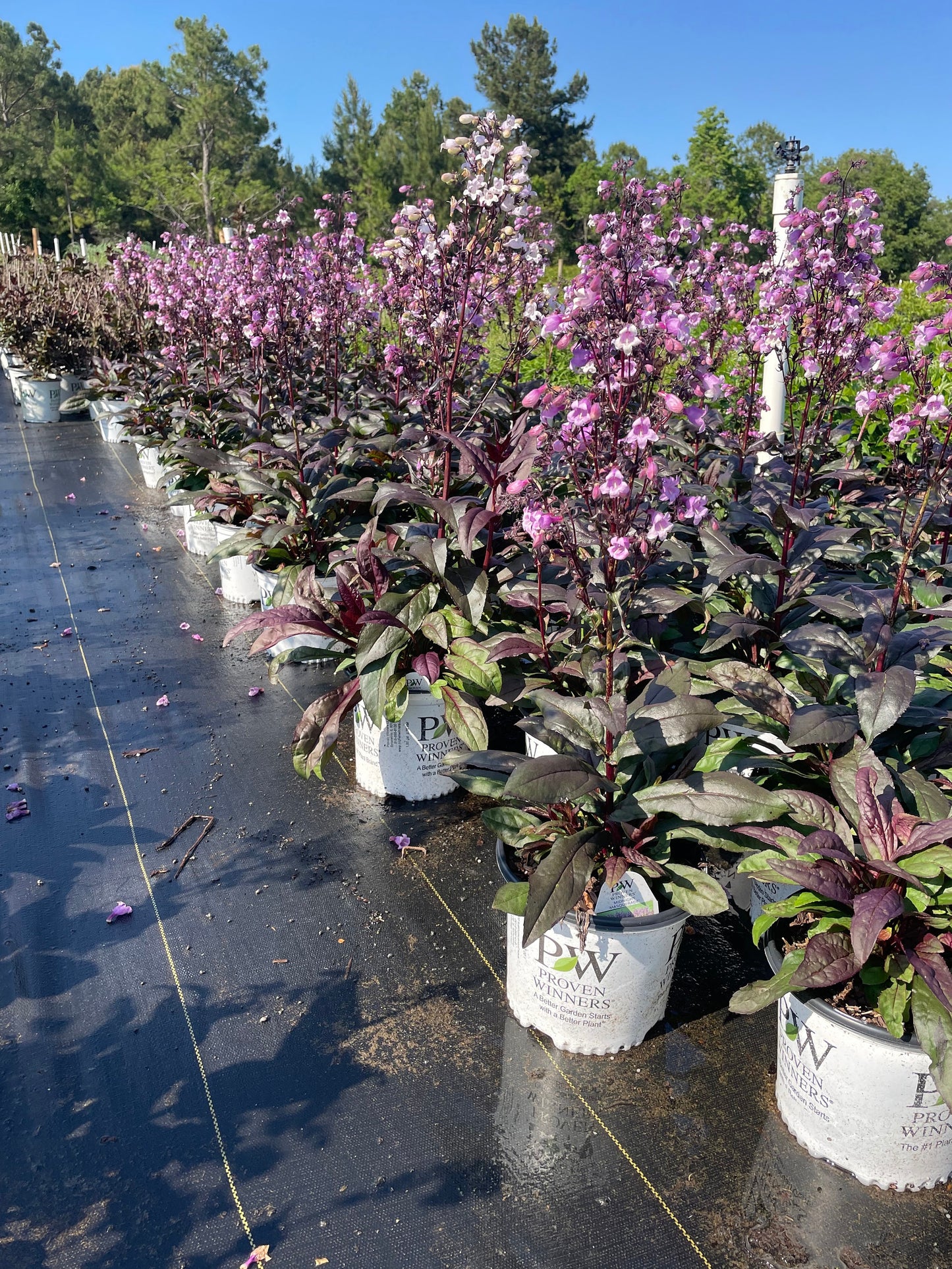 Purple 'Midnight Masquerade' Penstemon – Striking Deep Purple Foliage & Bold Blooms – Quart Perennial Plant – Bee and Hummingbird Magnet!