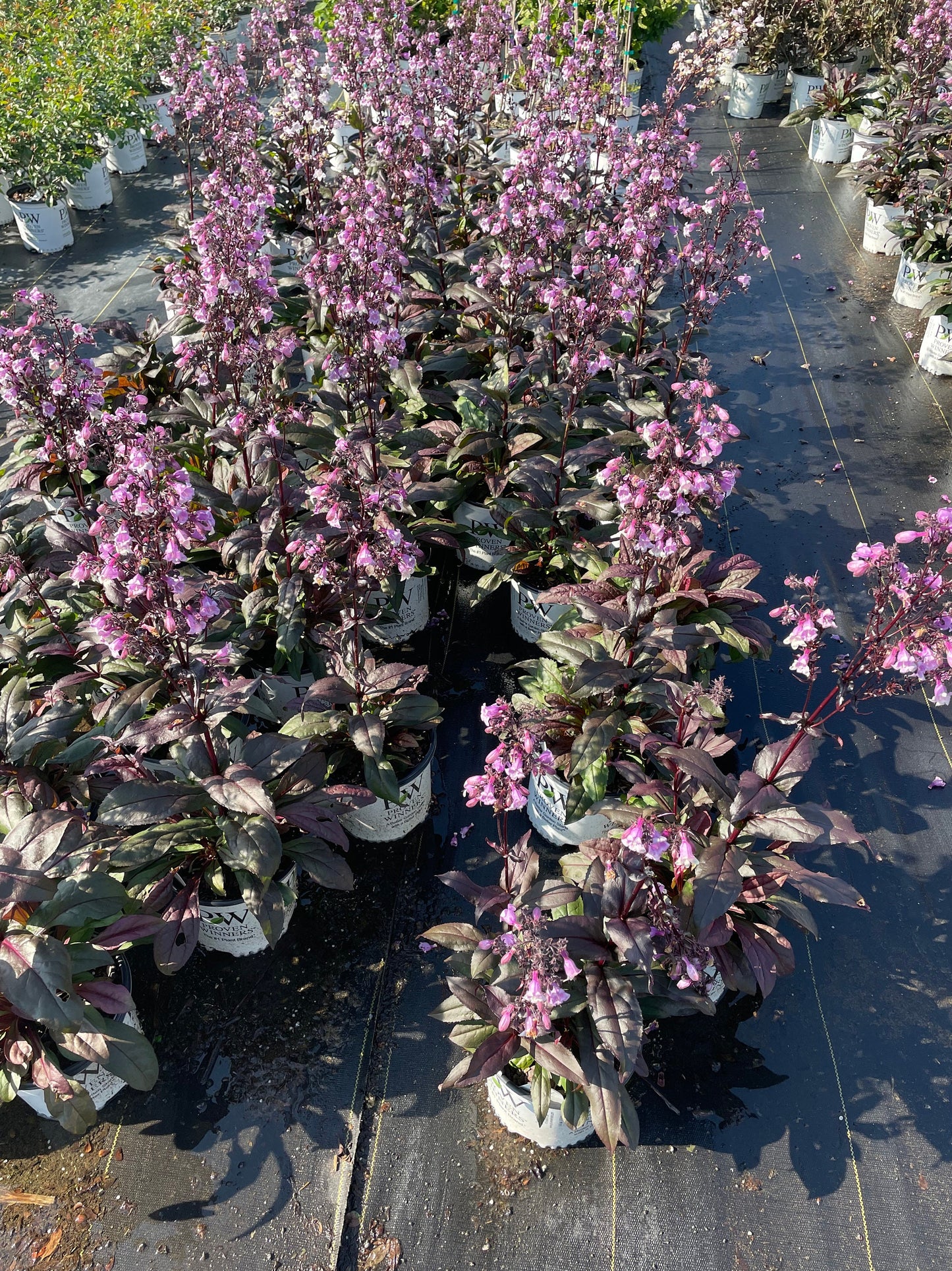 Purple 'Midnight Masquerade' Penstemon – Striking Deep Purple Foliage & Bold Blooms – Quart Perennial Plant – Bee and Hummingbird Magnet!