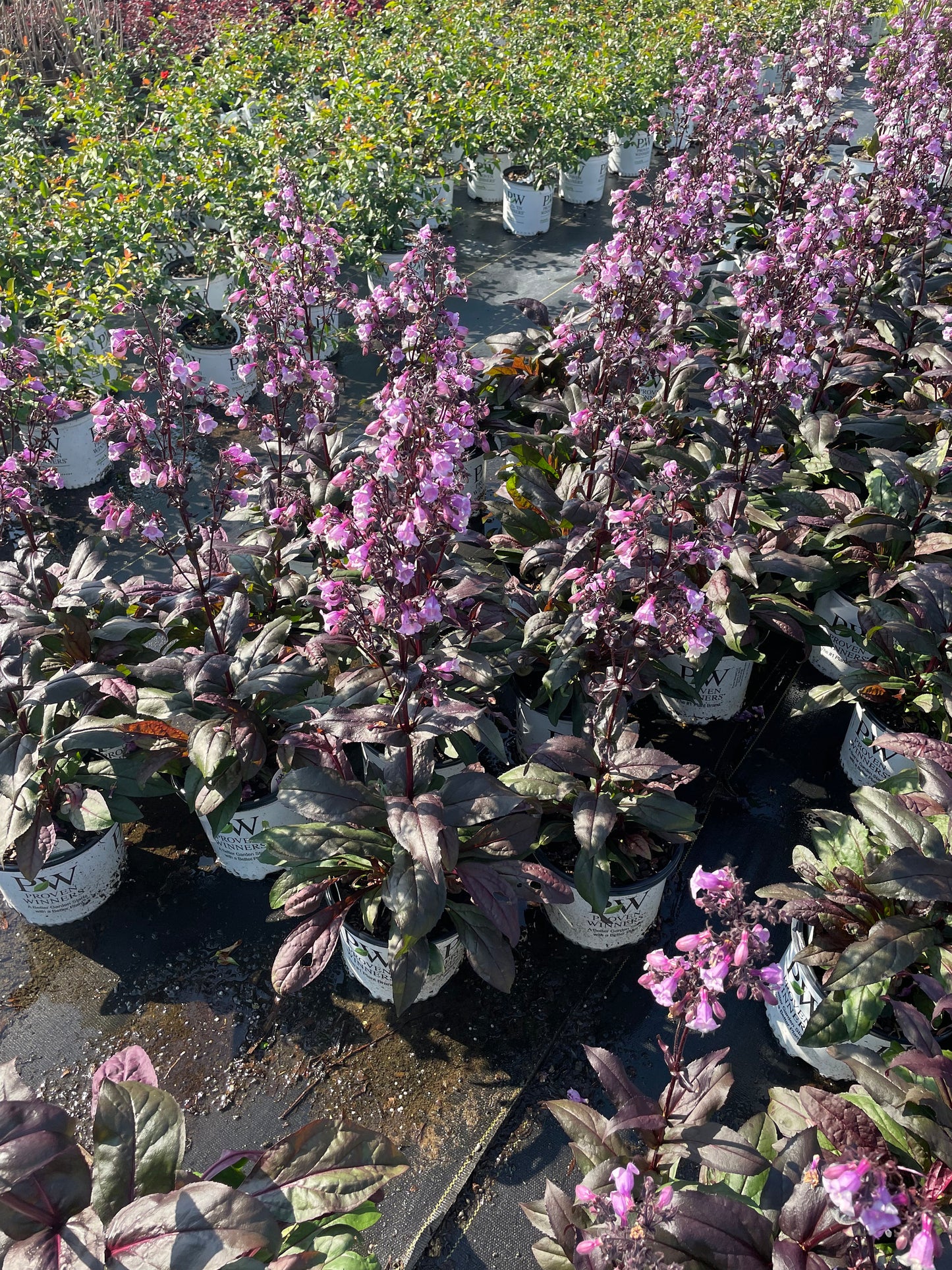Purple 'Midnight Masquerade' Penstemon – Striking Deep Purple Foliage & Bold Blooms – Quart Perennial Plant – Bee and Hummingbird Magnet!