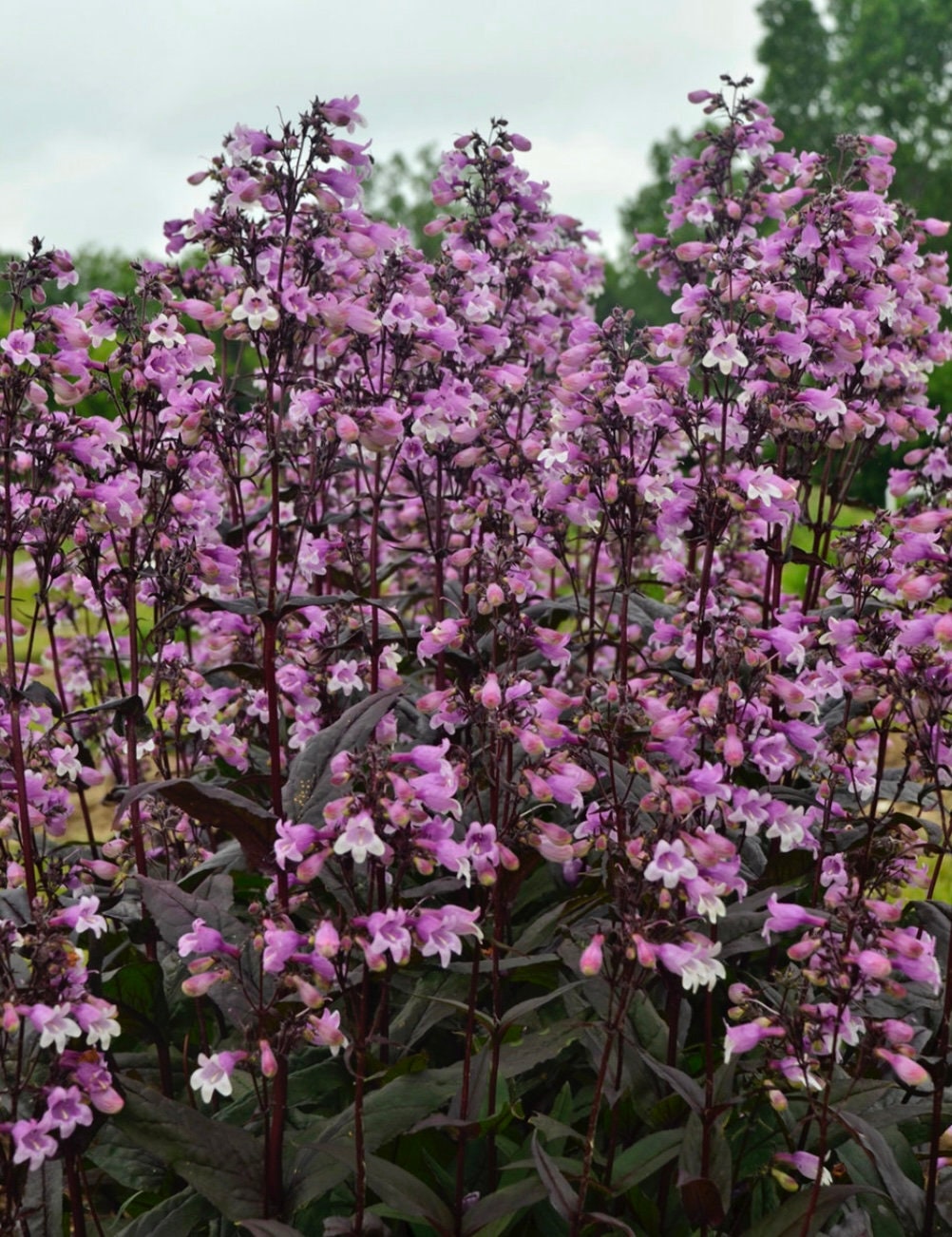 Purple 'Midnight Masquerade' Penstemon – Striking Deep Purple Foliage & Bold Blooms – Quart Perennial Plant – Bee and Hummingbird Magnet!