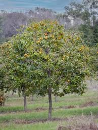 Jiro Fuyu Persimmon Tree | Non-Astringent, Self-Pollinating Asian Fruit Tree | Sweet, Crisp Fall Fruit