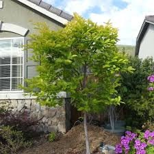Jiro Fuyu Persimmon Tree | Non-Astringent, Self-Pollinating Asian Fruit Tree | Sweet, Crisp Fall Fruit