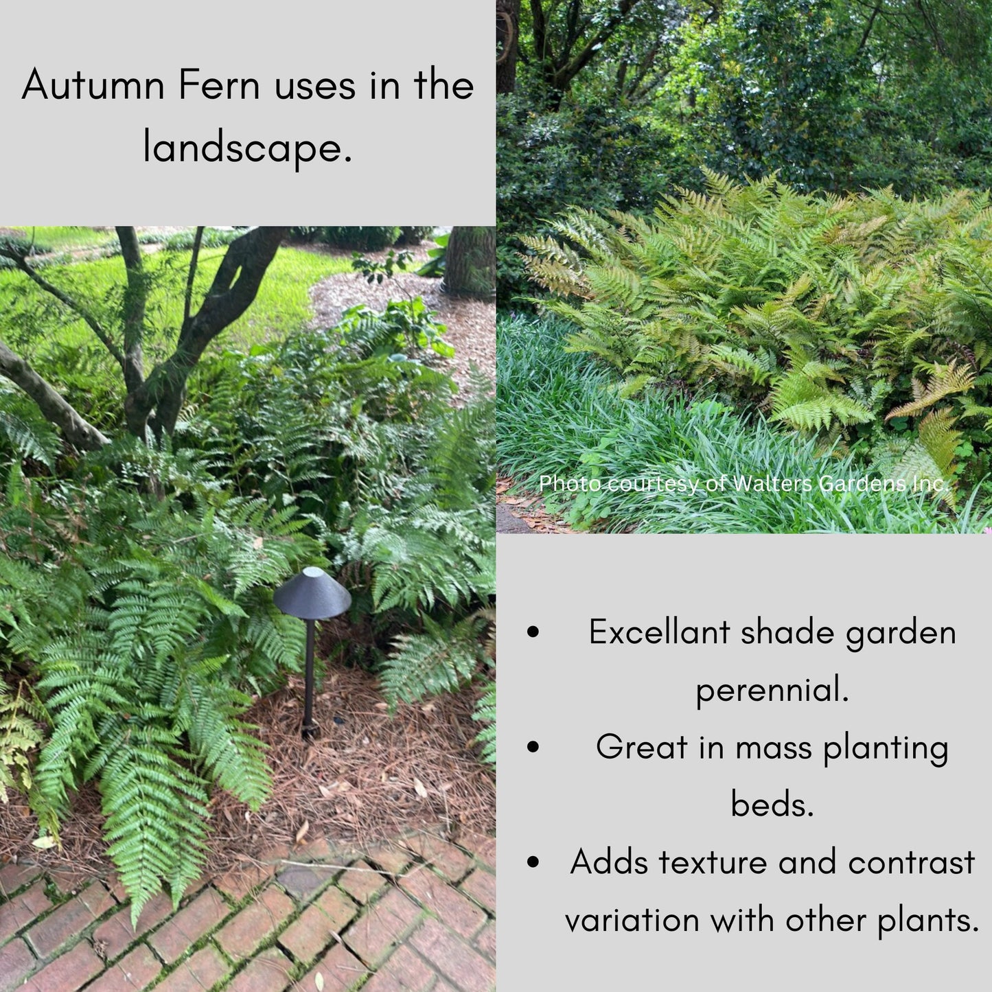 Autumn Fern | Dryopteris erythrosora is an evergreen fern that all plant lovers have in a shade garden. Sold in bulk discounts!