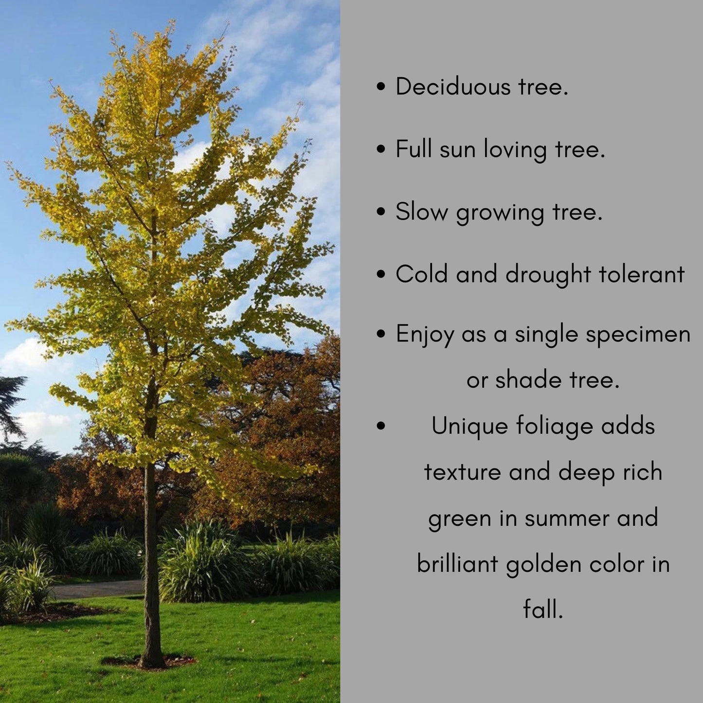 GINKGO TREE - Yellow Fall Color - 4 and 5 Feet Tall - Free Shipping!