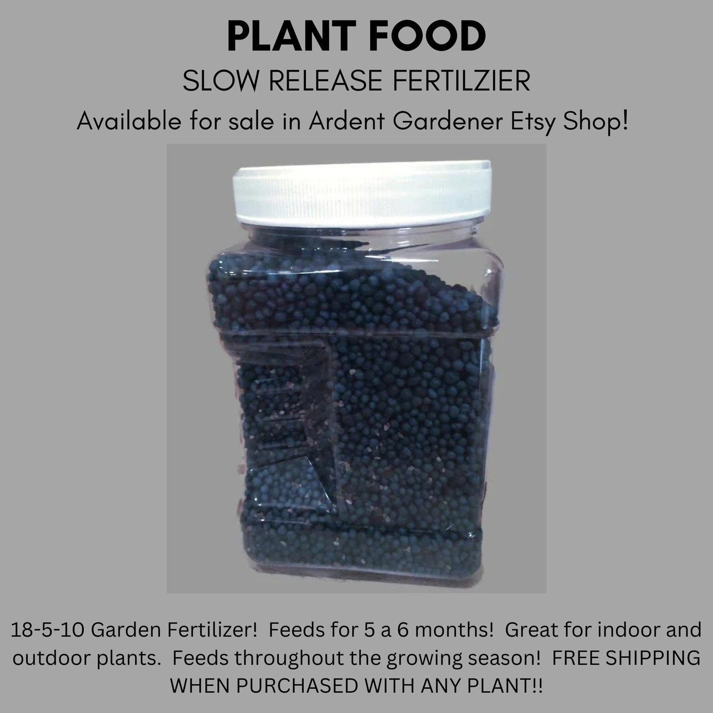 GINKGO TREE - Yellow Fall Color - 4 and 5 Feet Tall - Free Shipping!