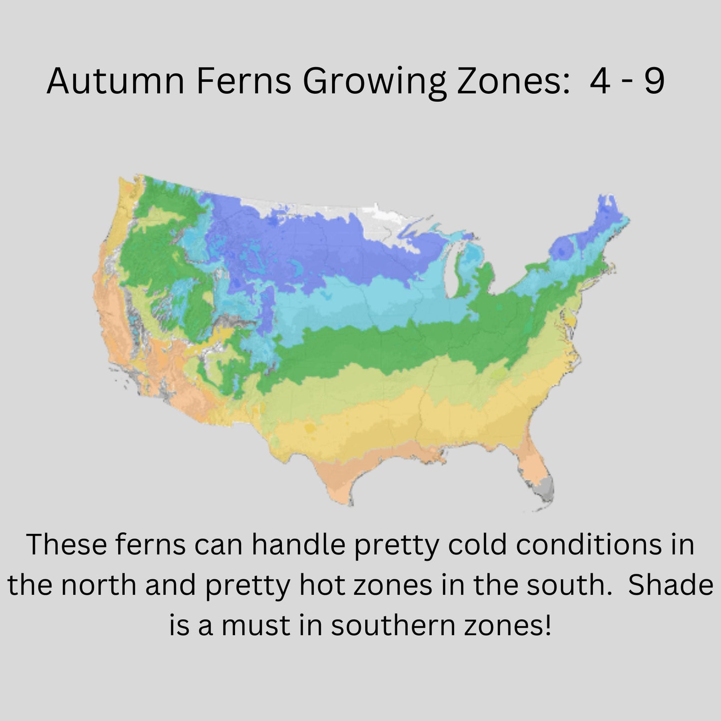 Autumn Fern | Dryopteris erythrosora is an evergreen fern that all plant lovers have in a shade garden. Sold in bulk discounts!