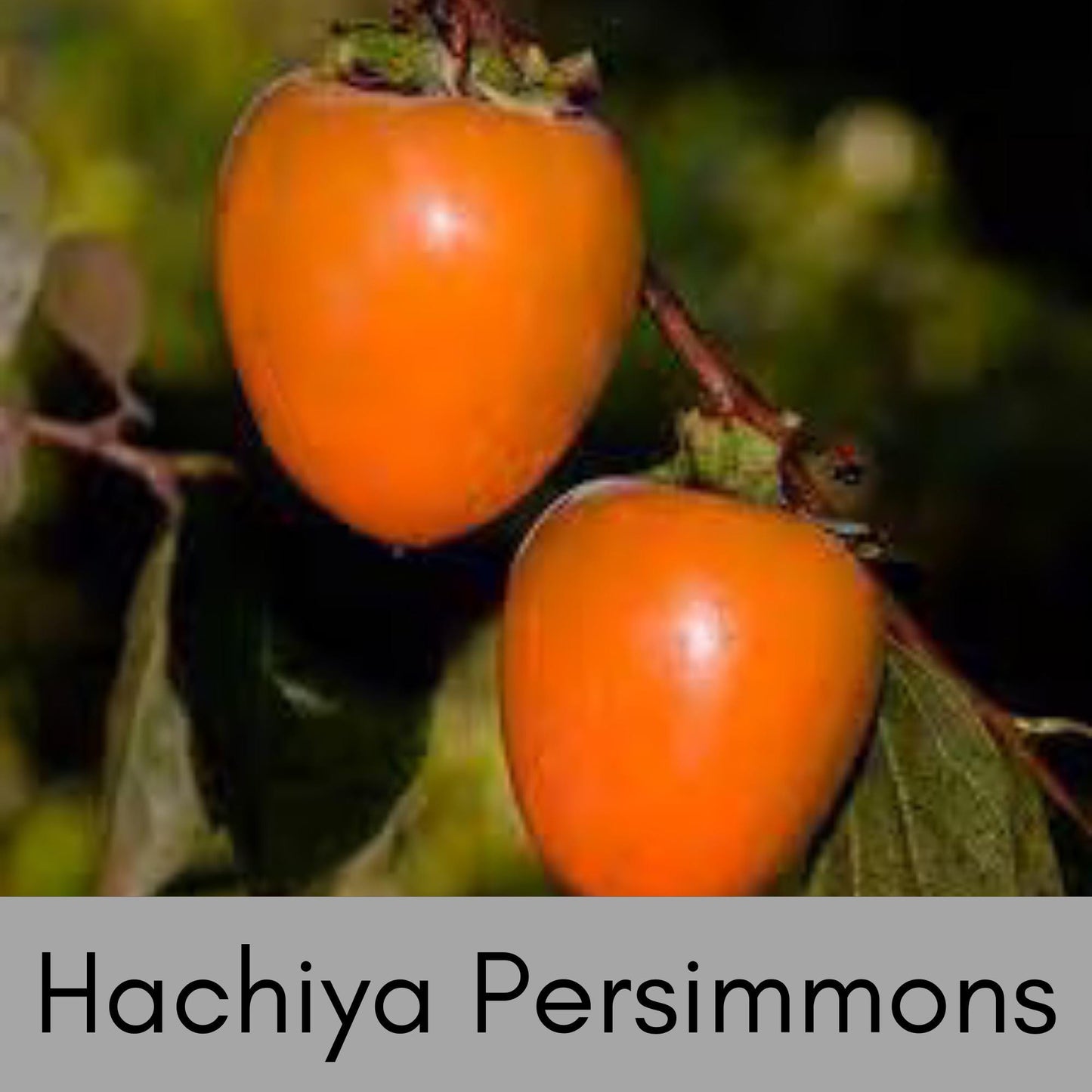 ASIAN PERSIMMONS, Incredible Honey Sweet Flavor, Matsumoto, Hachiya, Saijo, Fast Growing Tree, Edible, Jiro Fuyu, Great Gifts