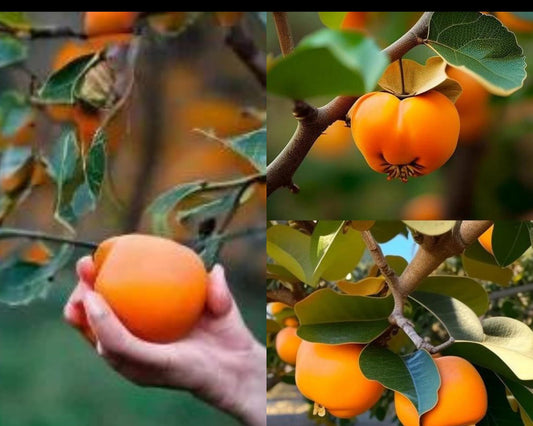 NATIVE AMERICAN PERSIMMMON, 2 Sizes to Choose, Deer Candy, Disease Resistant Trees, Fast Growing Shade Tree, Great for Wildlife, Garden Gift