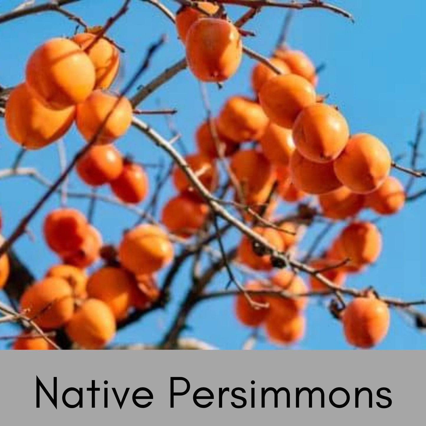 NATIVE AMERICAN PERSIMMMON, 2 Sizes to Choose, Deer Candy, Disease Resistant Trees, Fast Growing Shade Tree, Great for Wildlife, Garden Gift