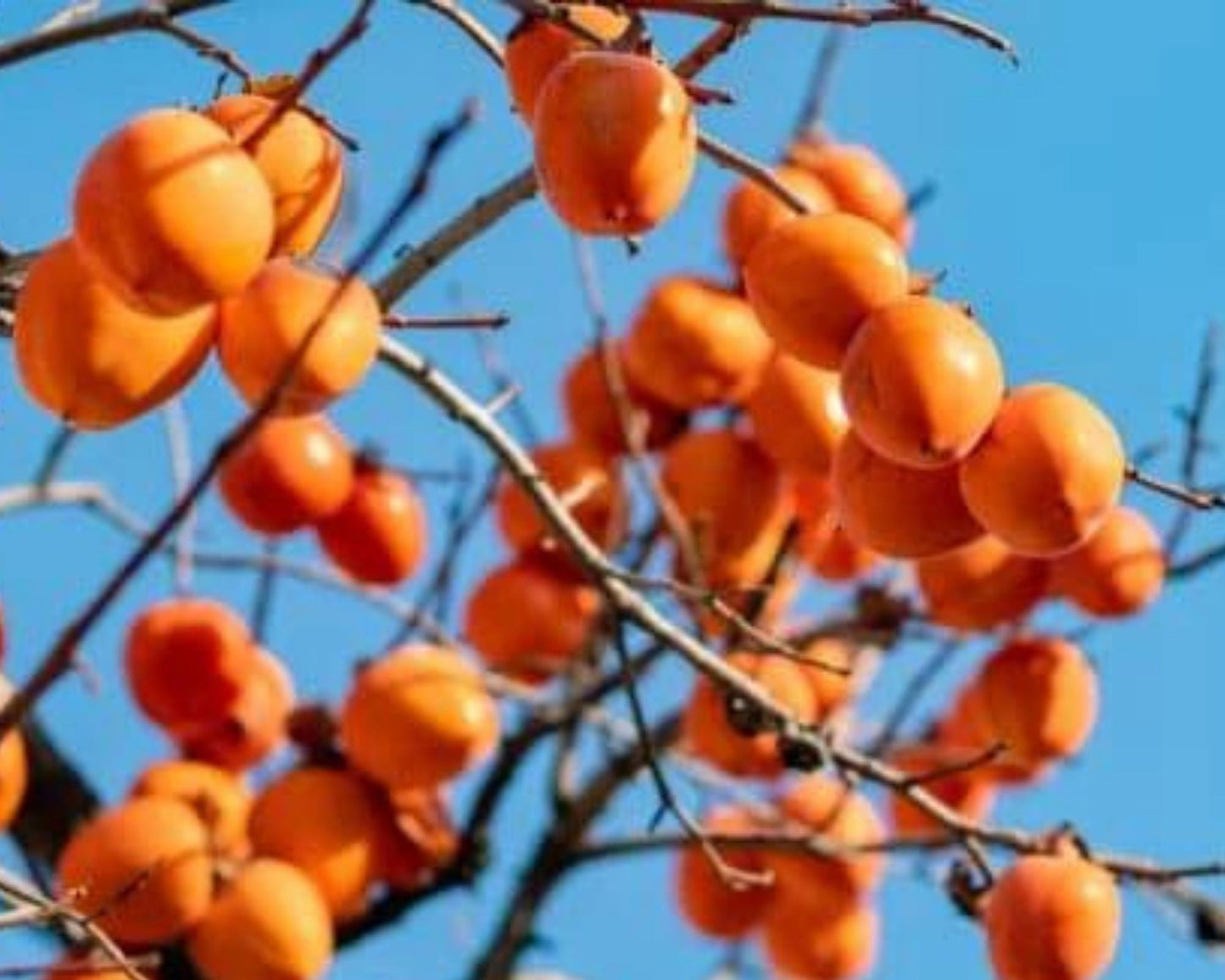 NATIVE AMERICAN PERSIMMMON, 2 Sizes to Choose, Deer Candy, Disease Resistant Trees, Fast Growing Shade Tree, Great for Wildlife, Garden Gift