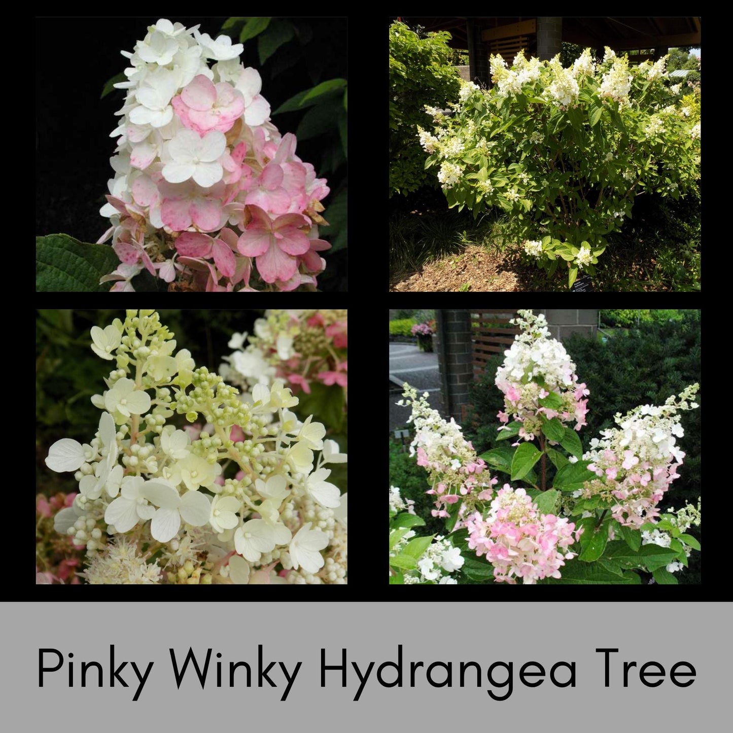 Hydrangea Tree 'Pinky Winky' | 4 Feet Plus Tall | Free Shipping | Fast Growing Tree with White and Pink Flowers
