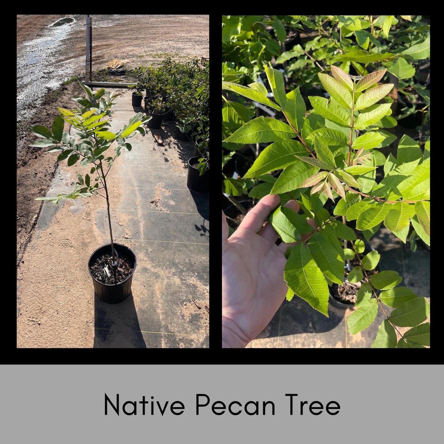 NATIVE PECAN TREE, 3 to 4 Feet Tall Tree, Fall Nut Tree, Pecans, Garden Gift Favorite, Home Orchard, Free Shipping, Native Trees, Edible Nut