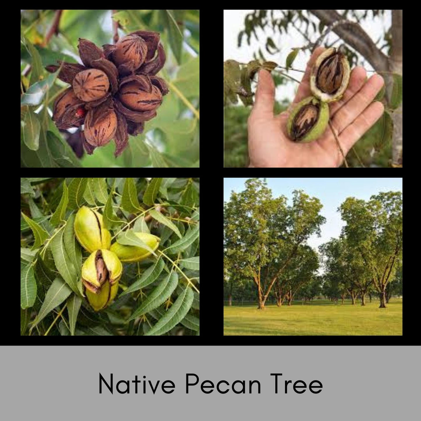 NATIVE PECAN TREE, 3 to 4 Feet Tall Tree, Fall Nut Tree, Pecans, Garden Gift Favorite, Home Orchard, Free Shipping, Native Trees, Edible Nut
