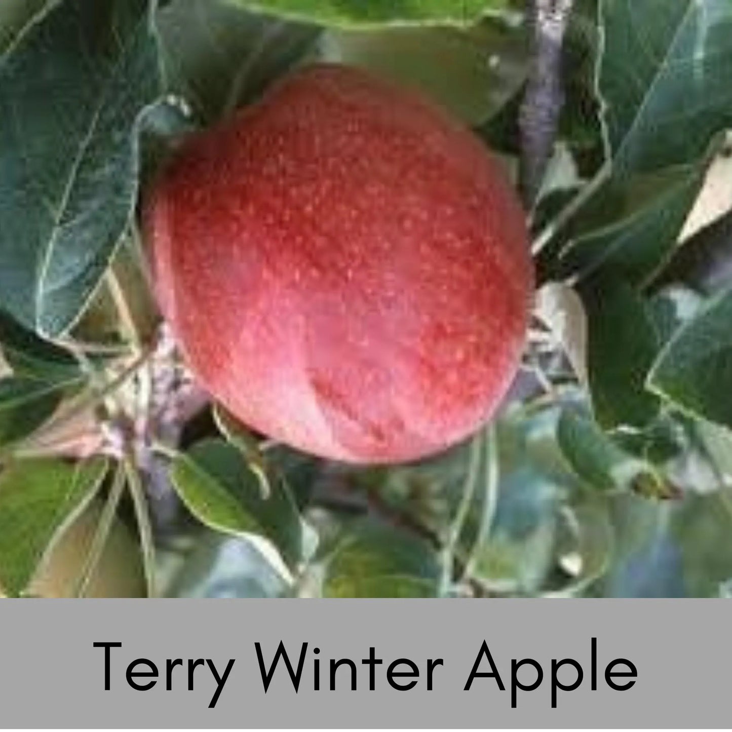 Terry Winter Apple Tree | Malus domestica ' terry winter'