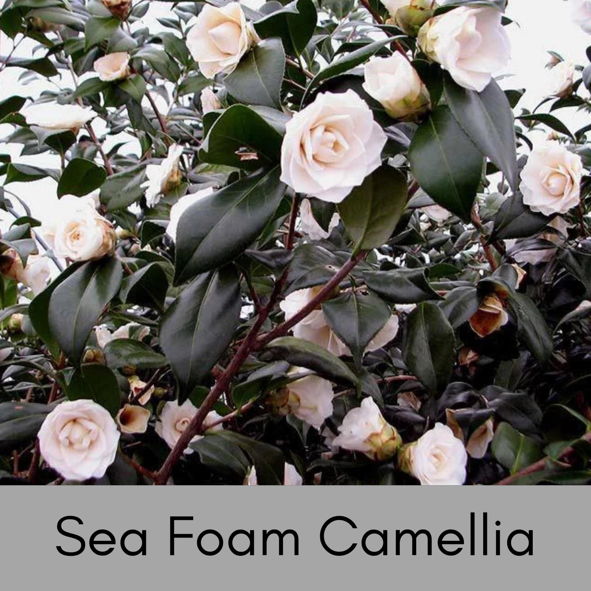 WHITE SEAFOAM CAMELLIA Japonica, Winter white flowers, Easy to Grow, Evergreen Hedge, 1 Gallon Size, Free Shipping!