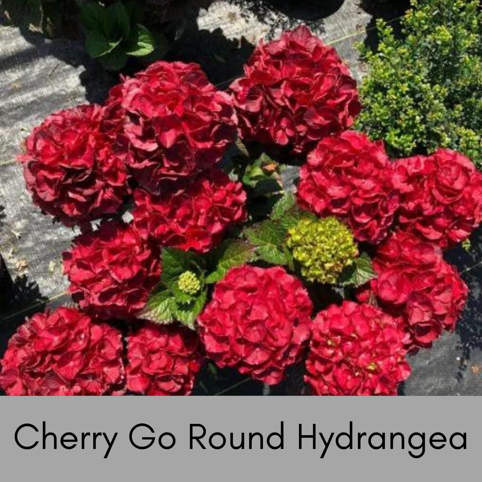 Cherry Explosion™ Hydrangea - Southern Living Plants Cherry Explosion™ Hydrangea - Southern Living Plants