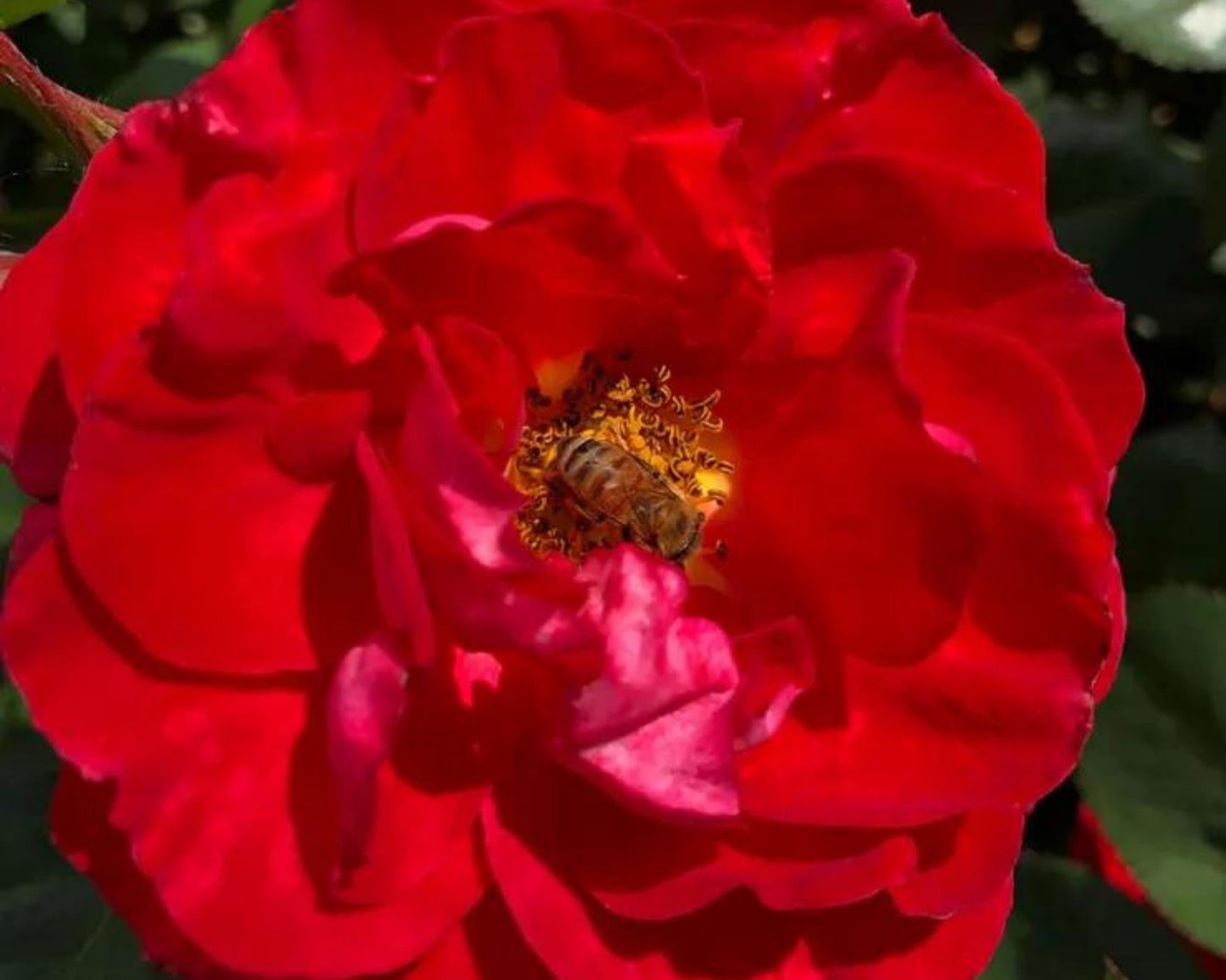 Cinnamon Hearts Rose, Dwarf Rose Bush with Red Flowers, Disease Resistant, Free Shipping 1 Gallon Size Containers, Fast Growing Plants, Gift