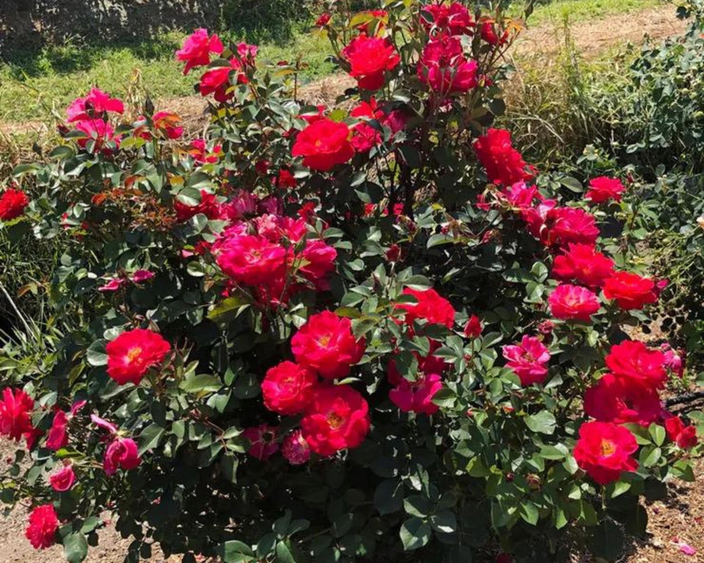 Cinnamon Hearts Rose, Dwarf Rose Bush with Red Flowers, Disease Resistant, Free Shipping 1 Gallon Size Containers, Fast Growing Plants, Gift