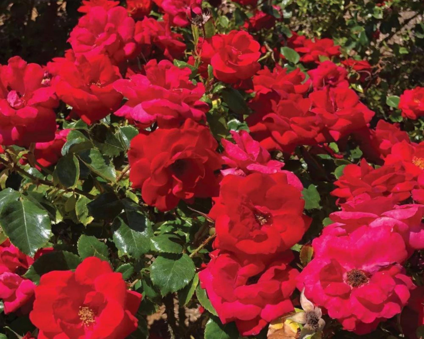Cinnamon Hearts Rose, Dwarf Rose Bush with Red Flowers, Disease Resistant, Free Shipping 1 Gallon Size Containers, Fast Growing Plants, Gift