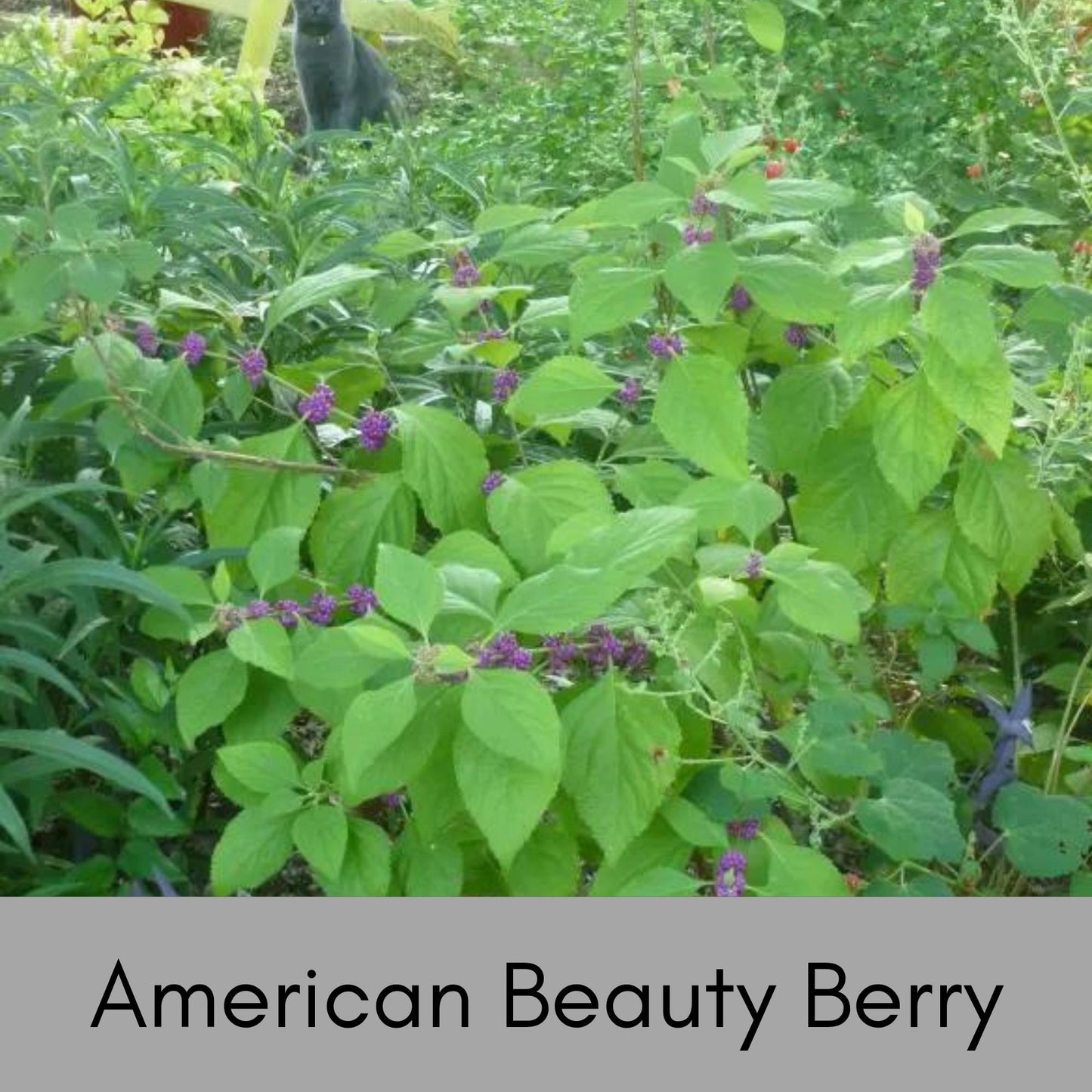 American Beautyberry - Callicarpa Americana is a native plant with unique purple berries and lush green foliage.