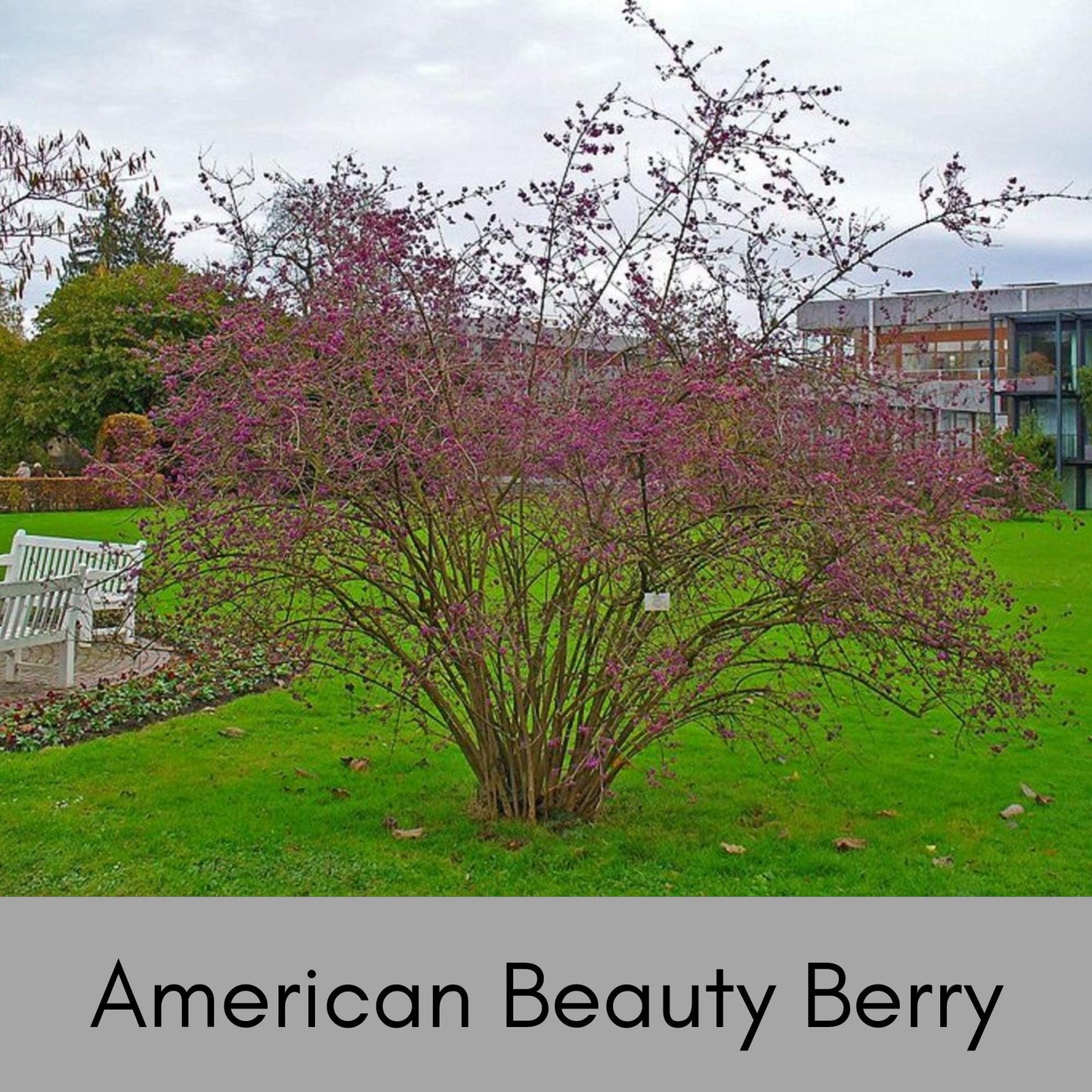 American Beautyberry - Callicarpa Americana is a native plant with unique purple berries and lush green foliage.