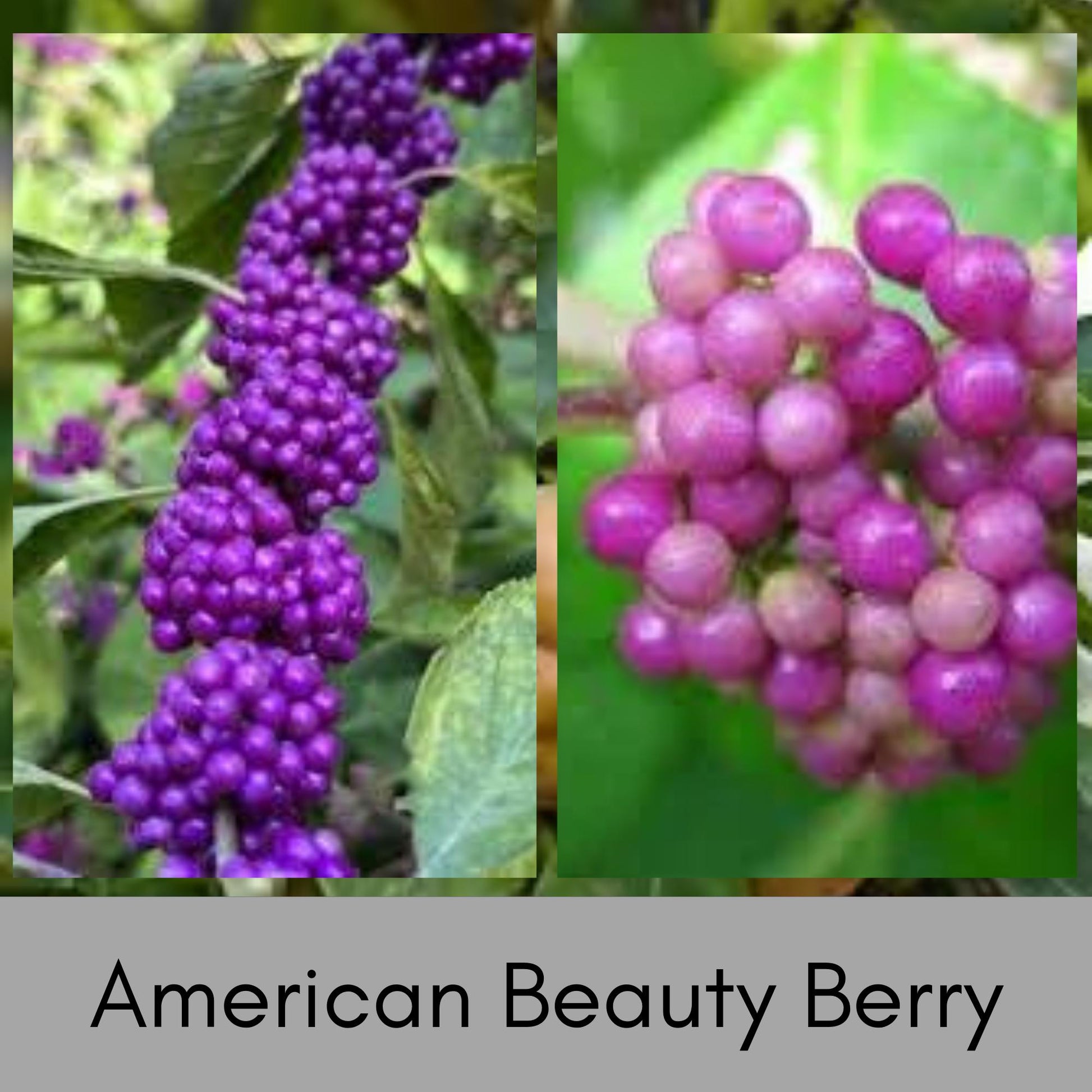 American Beautyberry - Callicarpa Americana is a native plant with unique purple berries and lush green foliage.