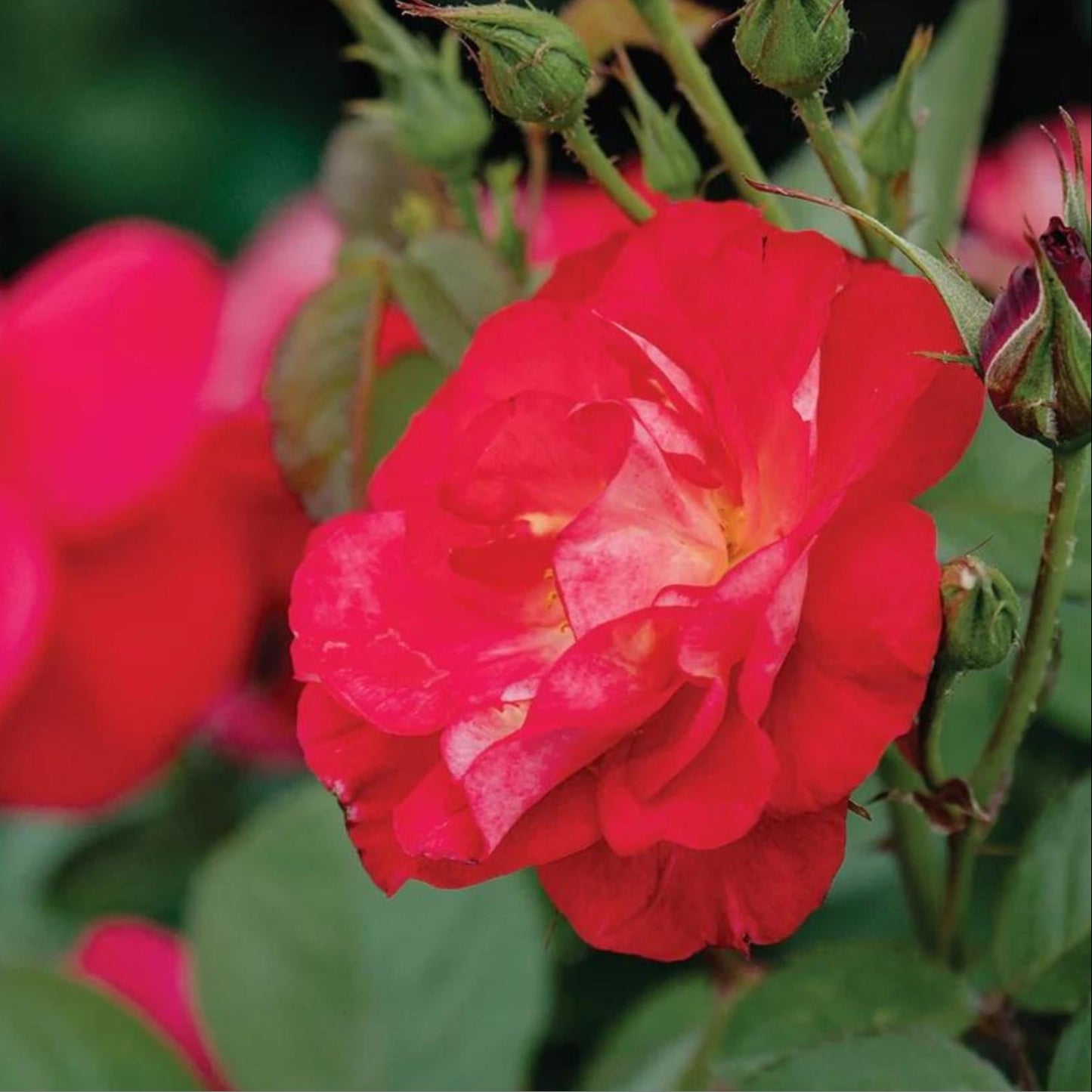 Cinnamon Hearts Rose, Dwarf Rose Bush with Red Flowers, Disease Resistant, Free Shipping 1 Gallon Size Containers, Fast Growing Plants, Gift