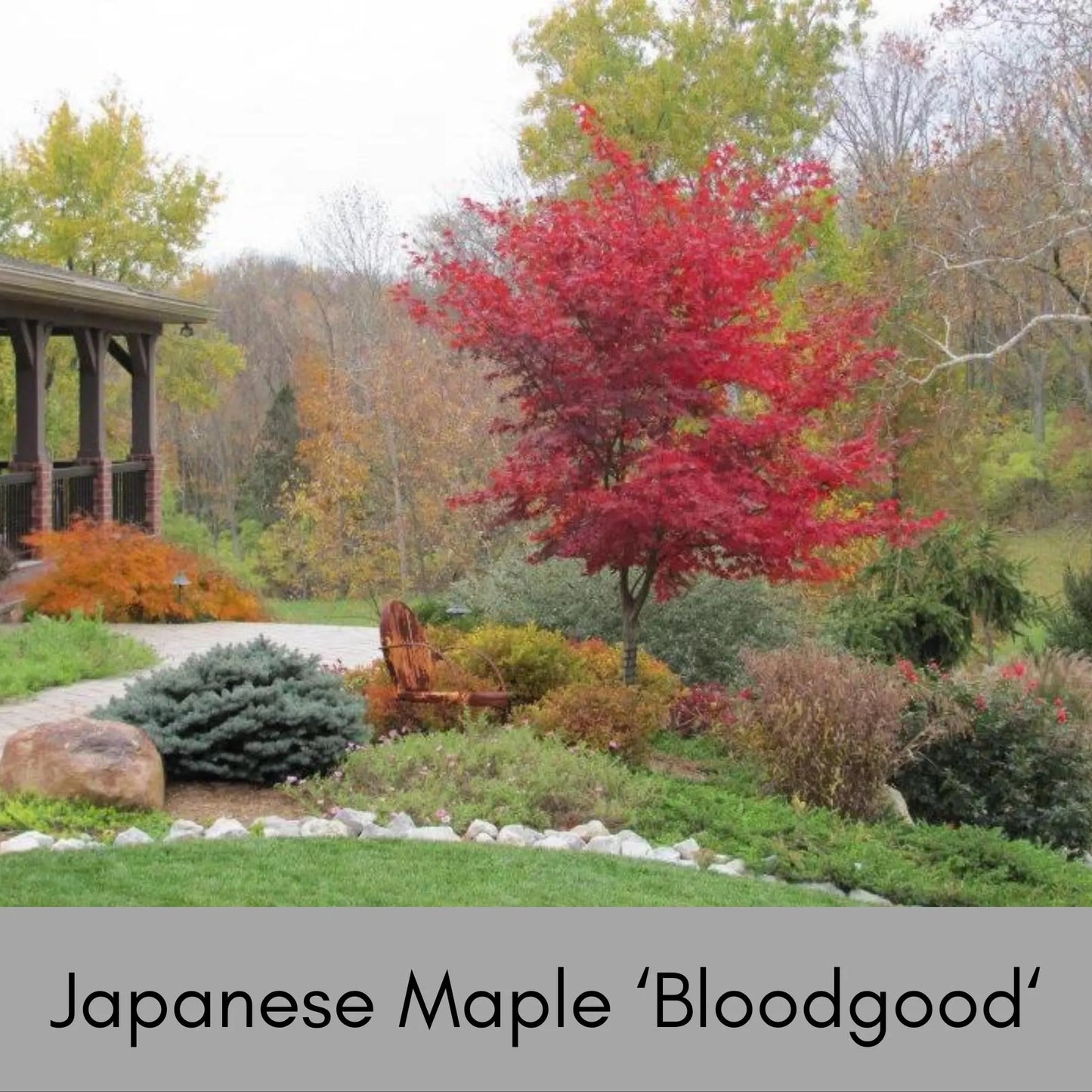 Japanese Maple 'Bloodgood' – Acer palmatum | Deep Red Foliage