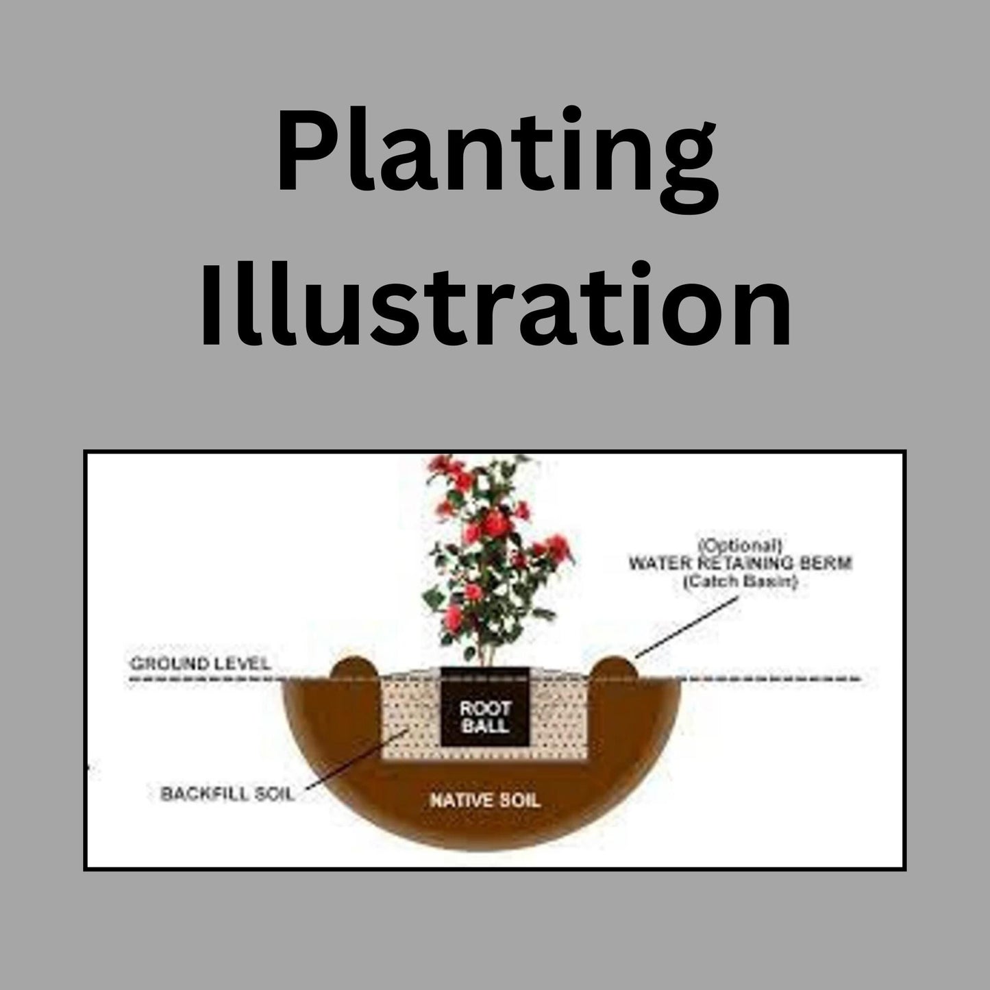 August Beauty Gardenia | A fragrant addition to any landscape with lots of white flowers and lush green glossy leaves, this is a must have!