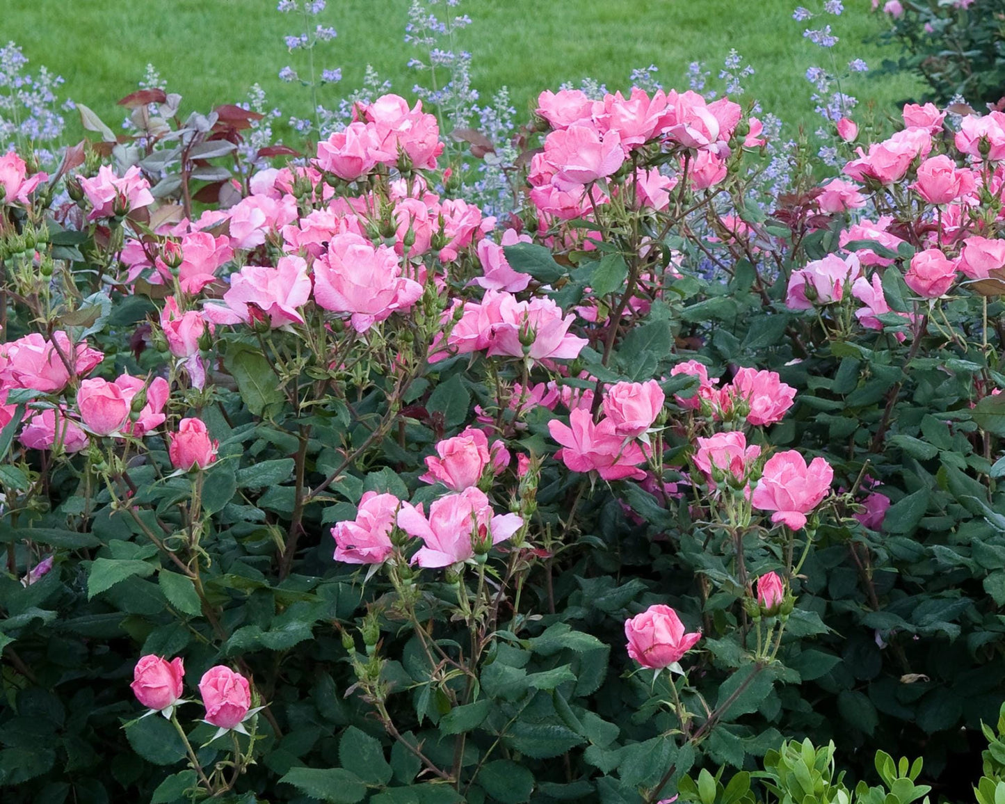 PINK Knock Out Rose, Disease Resistant, Sun loving, Pink Flowers, Free Shipping, Quart Size Containers, Easy to Grow, Fast Growing Shrub