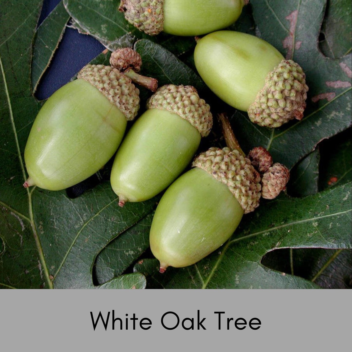 WHITE OAK Tree Seedlings, 12 Inches tall PLUS, Great Shade Tree, Fantastic Fall Color, Great Wildlife Tree, Native Forest Tree