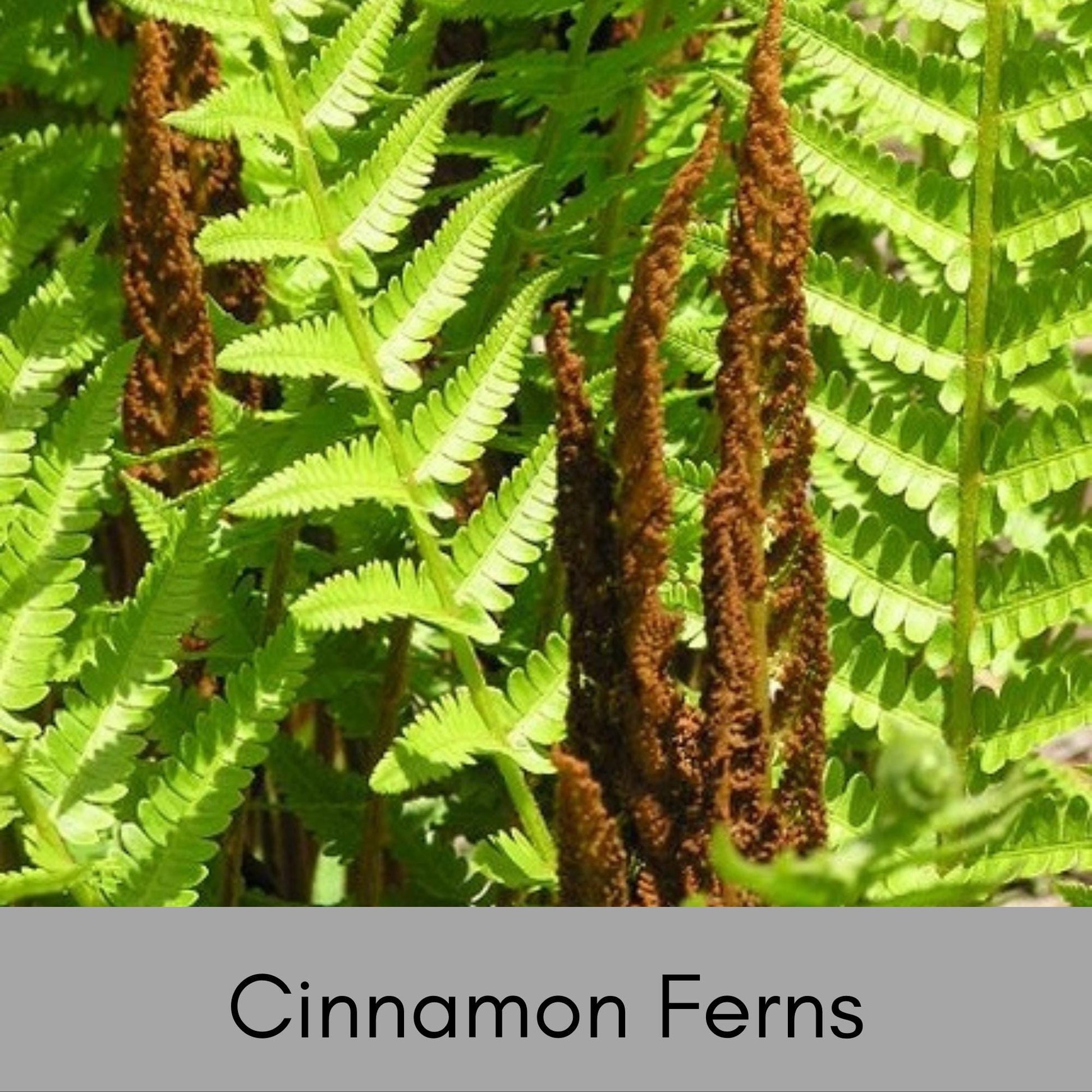 CINNAMON FERNS, 1 Quart Size Plant, Fast Growing, gift for her garden, Perfect for Gardens, easy to grow, plant lover Gift, pretty plant