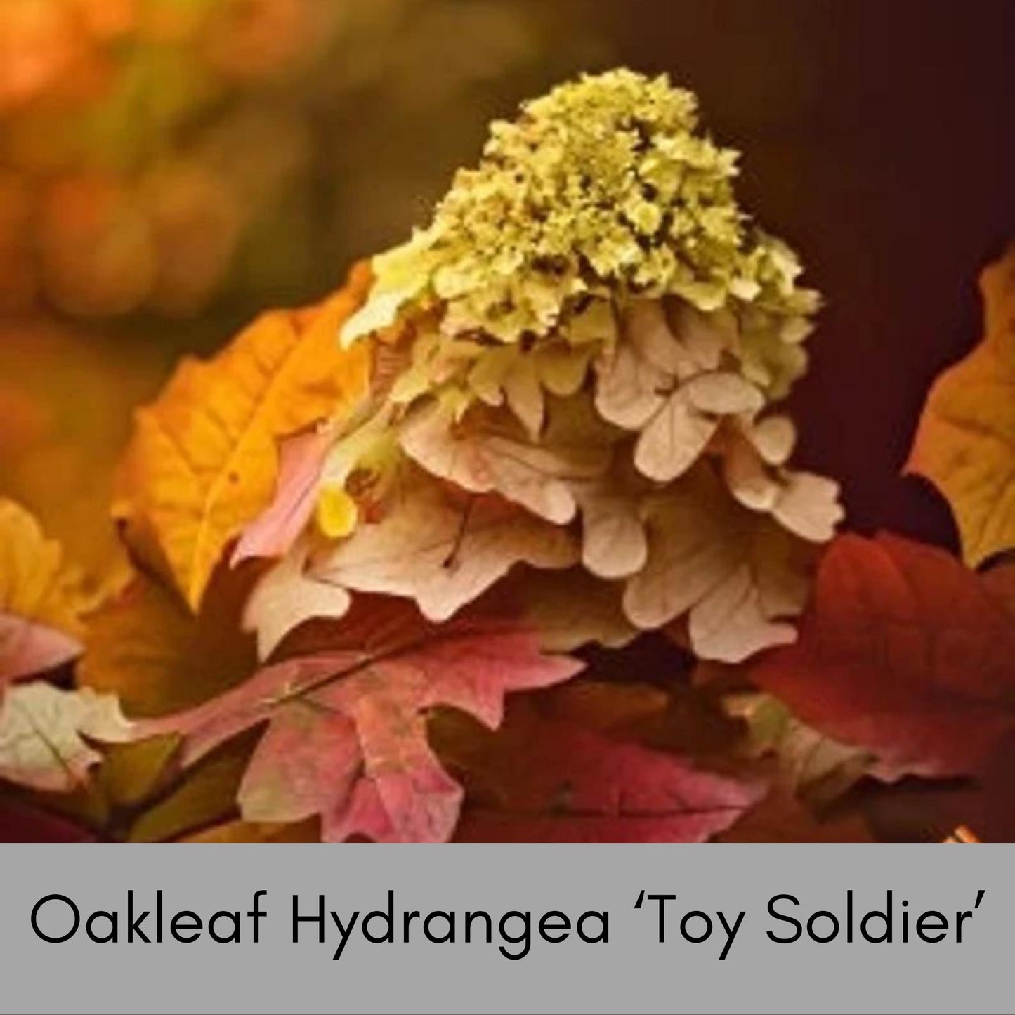 Oakleaf Hydrangea, Great Fall Color, Butterfly Magnet, Pee Gee Hydrangea, trending now flower, plant lover Gift, pretty plant, native plants