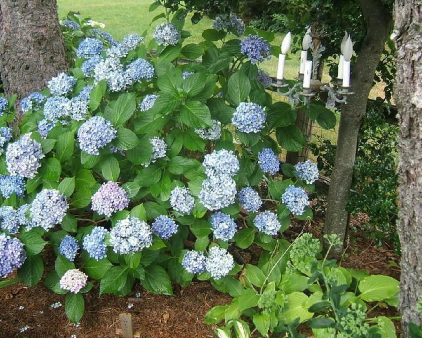 Big Daddy Hydrangea, Hydrangea macrophylla, Big Daddy plant, white hydrangea, 3 Gallon Container, real touch flowers, Decoration plant Gifts