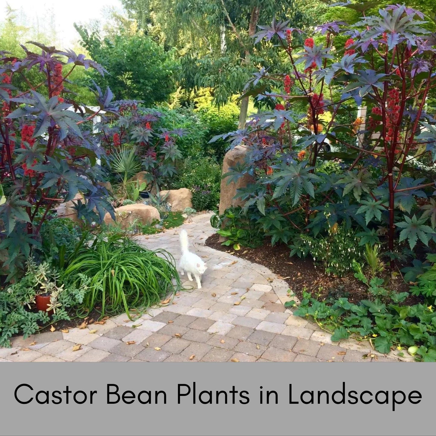 HEIRLOOM CASTOR BEAN, 10 Seeds per Order, Red Foliage, Specimen Tree, Deep Purple Leaves, Tropical Plants, Indoor Plant, Fast Growing