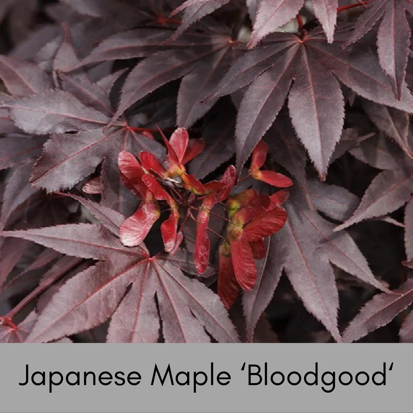 Japanese Maple 'Bloodgood' – Acer palmatum | Deep Red Foliage