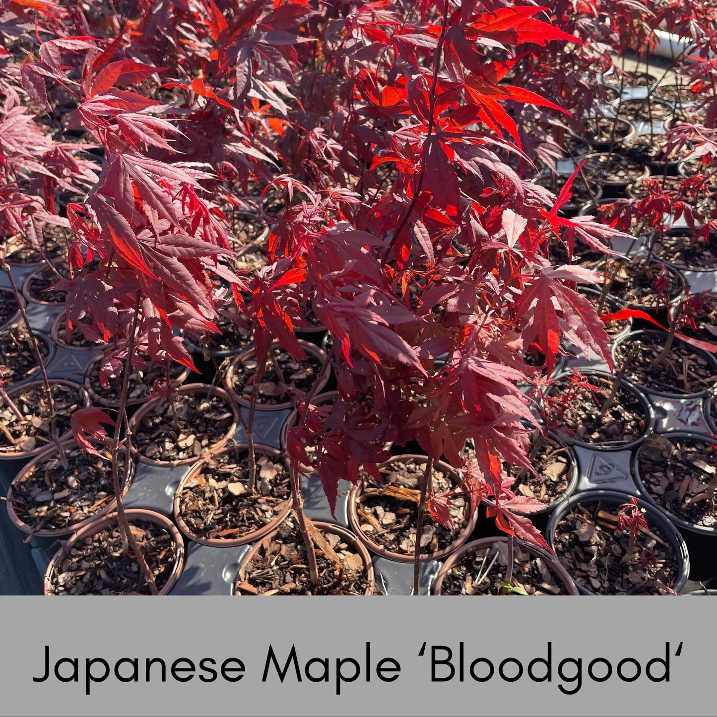 Japanese Maple 'Bloodgood' – Acer palmatum | Deep Red Foliage