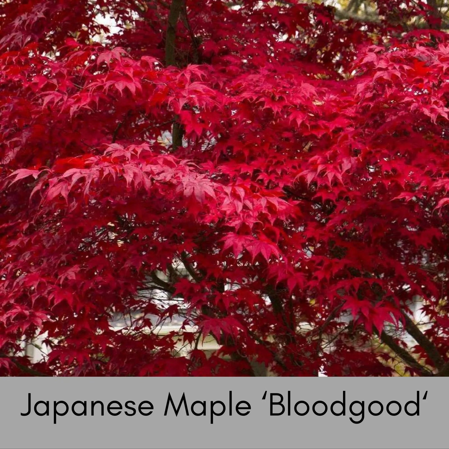 Japanese Maple 'Bloodgood' – Acer palmatum | Deep Red Foliage