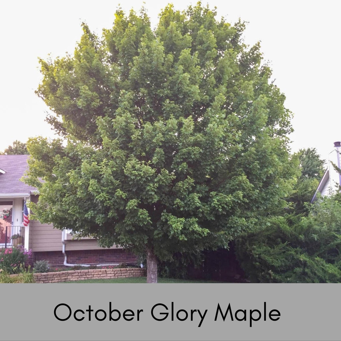 OCTOBER GLORY MAPLE | Fall Foliage Extra! | 4 Feet Tall Plus, Great Shade Tree, Great Gift Tree, Fast Growing Tree, Red Fall Color,