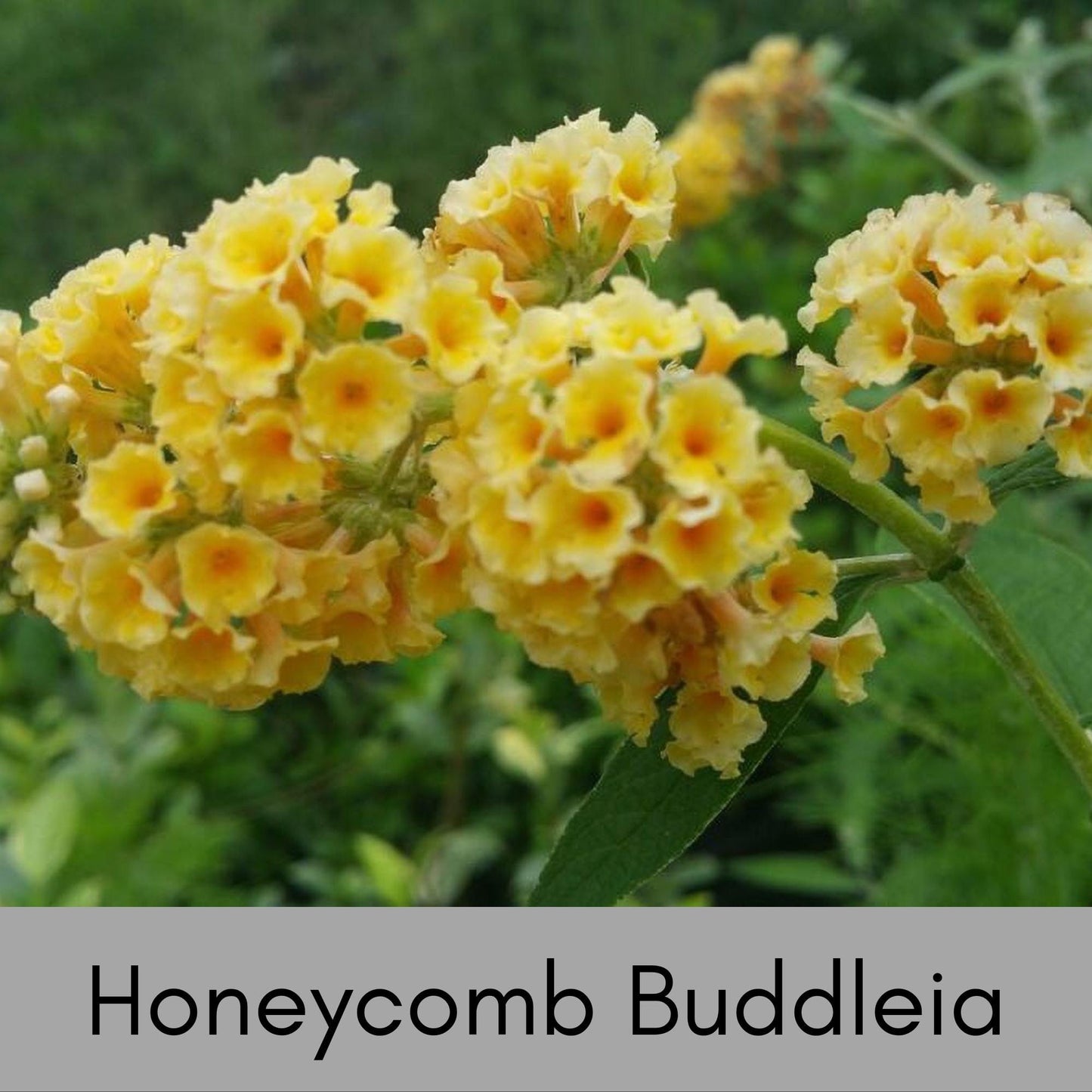 HONEYCOMB BUTTERFLY BUSH, Yellow Flowers, Bee Friendly, Pollinator, Budleia, Drought Tolerant, Sun Loving Perennial Shrub, Fast Growing