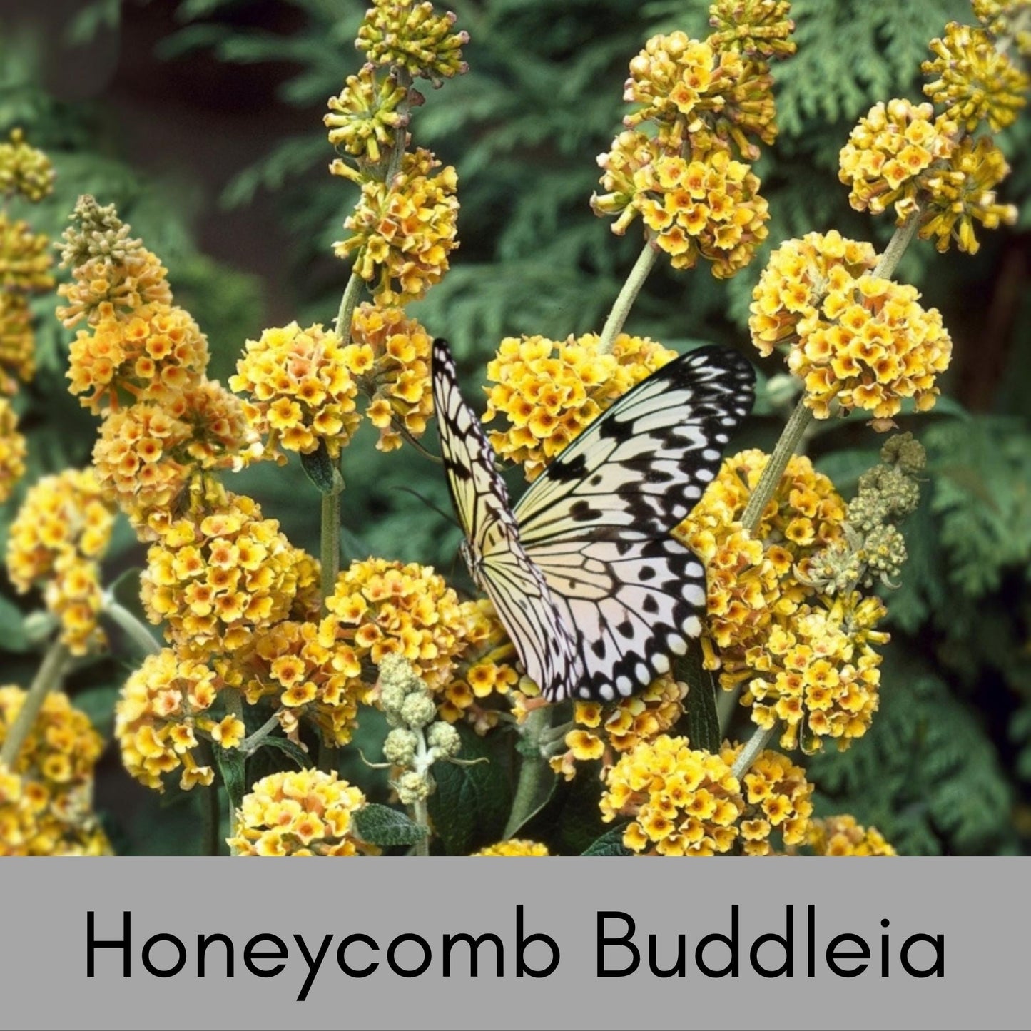 HONEYCOMB BUTTERFLY BUSH, Yellow Flowers, Bee Friendly, Pollinator, Budleia, Drought Tolerant, Sun Loving Perennial Shrub, Fast Growing