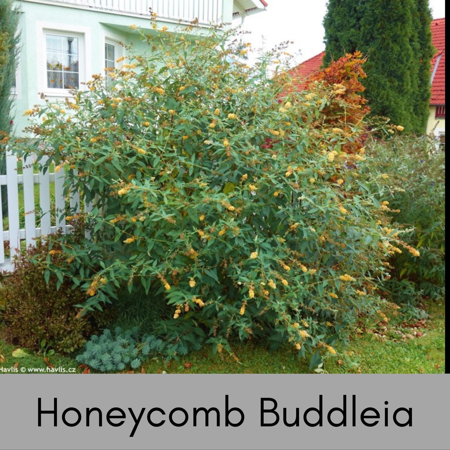 HONEYCOMB BUTTERFLY BUSH, Yellow Flowers, Bee Friendly, Pollinator, Budleia, Drought Tolerant, Sun Loving Perennial Shrub, Fast Growing
