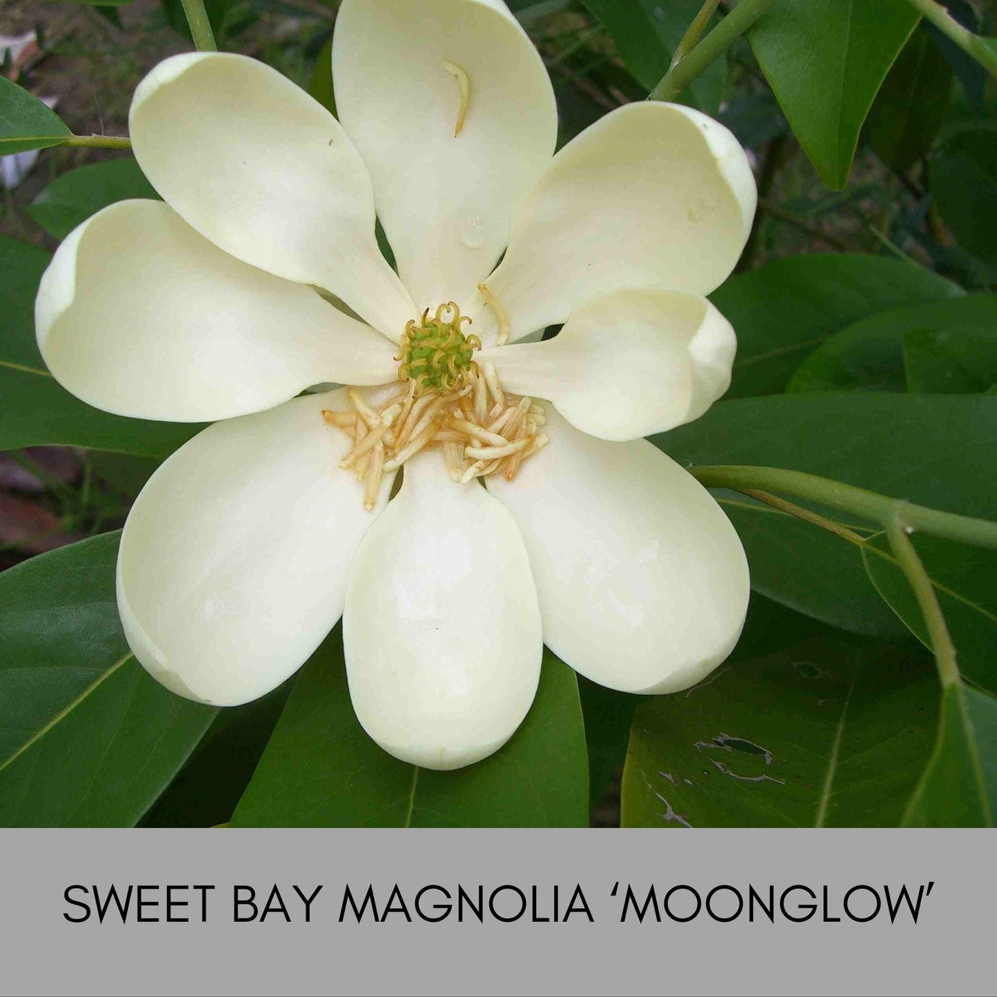 SWEET BAY MAGNOLIA, Native Tree, Cold Hardy Plant, Large White Flowers, 4 Feet Tall Tree, Low Maintenance Landscape Tree, Great Gift Tree